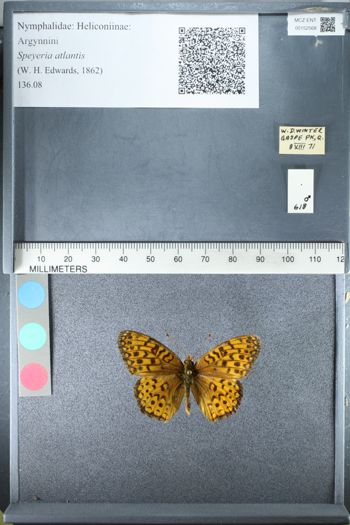 Media type: image;   Entomology 152568